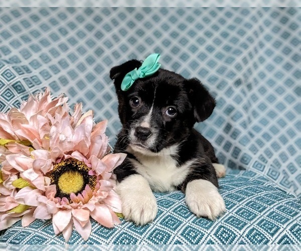 Medium Photo #6 Pembroke Welsh Corgi Puppy For Sale in ELKTON, MD, USA