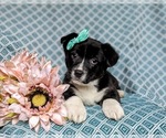 Small Photo #6 Pembroke Welsh Corgi Puppy For Sale in ELKTON, MD, USA