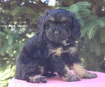 Small Photo #3 Cavapoo Puppy For Sale in THORP, WI, USA