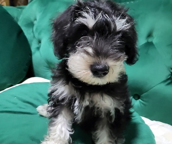 Medium Photo #8 Schnauzer (Miniature) Puppy For Sale in ROSWELL, GA, USA