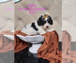 Small Photo #1 Bernedoodle (Miniature) Puppy For Sale in SHIPSHEWANA, IN, USA