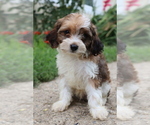 Small #1 Cavapoo