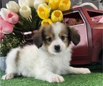 Small #2 Papillon
