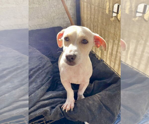 Medium Photo #5 Chiweenie Puppy For Sale in San Diego, CA, USA