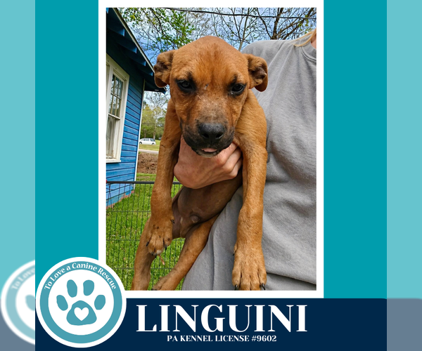 Medium Photo #2 Boxer-Unknown Mix Puppy For Sale in Kimberton, PA, USA