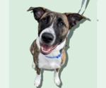 Small #1 Mutt