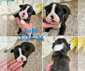 Boston Terrier Puppy for sale in ONEIDA, NY, USA