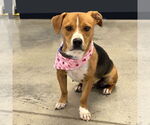Small #1 Beagle Mix