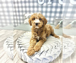 Small Photo #2 Goldendoodle-Poodle (Miniature) Mix Puppy For Sale in MARIETTA, GA, USA