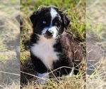 Small Photo #12 Miniature Australian Shepherd Puppy For Sale in PRAIRIE GROVE, AR, USA