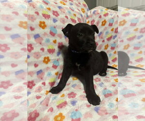 Saturn (Planet litter) - Female German Shepherd Dog-Staffordshire Bull Terrier Mix Dog for Adoption - Photo #3