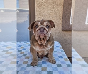 English Bulldog Puppy for sale in LAS VEGAS, NV, USA