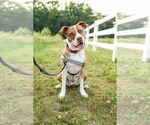 Small #9 American Staffordshire Terrier Mix