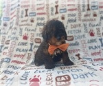 Small #4 Aussiedoodle Miniature 