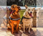 Small #5 Mountain Cur Mix
