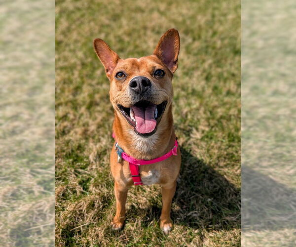 Medium Photo #2 Boston Terrier-Unknown Mix Puppy For Sale in Shermans Dale, PA, USA