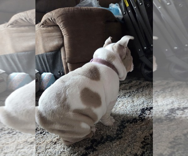 Medium Photo #9 English Bulldog Puppy For Sale in SACRAMENTO, CA, USA