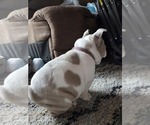 Small #8 English Bulldog