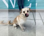 Small #2 Chihuahua