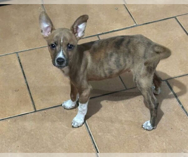Medium Photo #1 Mutt Puppy For Sale in San Antonio, TX, USA