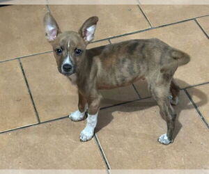 Mutt Dogs for adoption in San Antonio, TX, USA