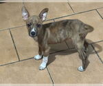 Small Mutt