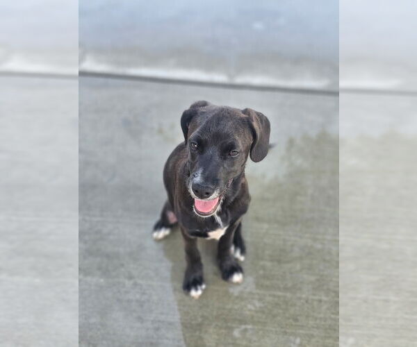 Medium Photo #2 Labbe Puppy For Sale in San Juan Capistrano, CA, USA
