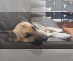 Small #8 German Shepherd Dog