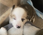 Small #7 Pembroke Welsh Corgi