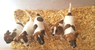 Jack Russell Terrier Puppy for sale in AURORA, IL, USA