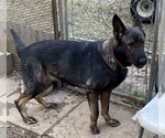 Small #12 German Shepherd Dog