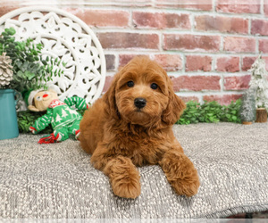 Goldendoodle Puppy for Sale in SYRACUSE, Indiana USA