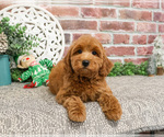 Small Goldendoodle