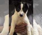 Small #1 Mutt