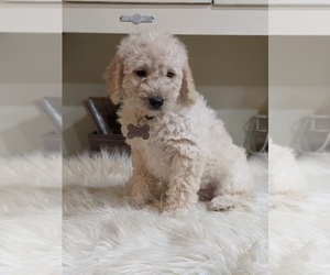 Labradoodle-Poodle (Miniature) Mix Puppy for sale in GOSHEN, IN, USA
