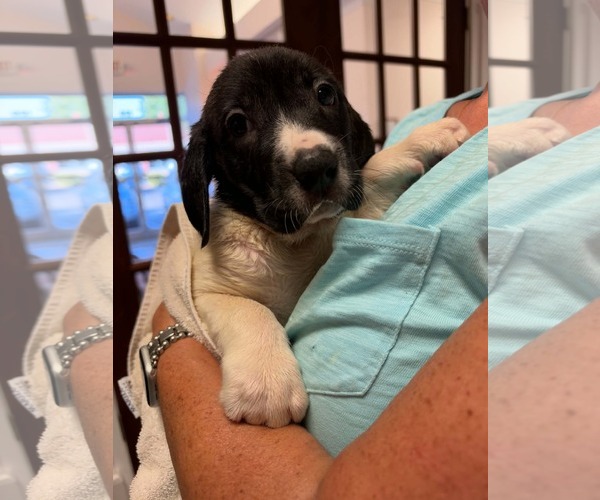 Medium Photo #3 Anatolian Shepherd-Unknown Mix Puppy For Sale in Holly Springs, NC, USA