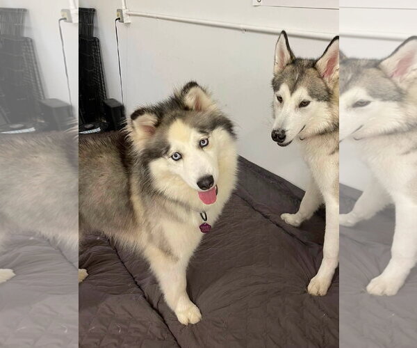Medium Photo #4 Siberian Husky Puppy For Sale in Severn, MD, USA