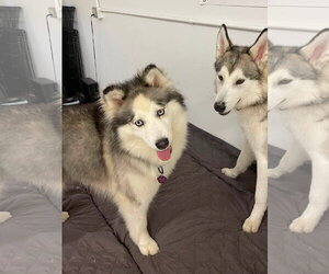Eliza - ON HOLD - NO MORE APPLICATIONS - Female Siberian Husky Dog for Adoption - Photo #4