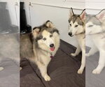 Small #3 Siberian Husky