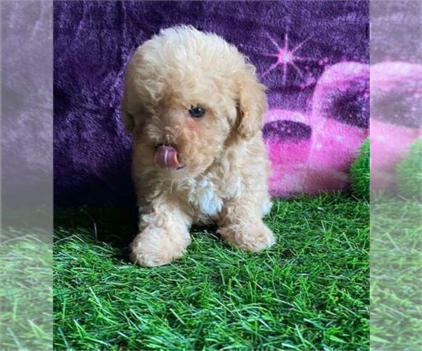 Medium Photo #27 Poodle (Toy) Puppy For Sale in BELLAIRE, TX, USA