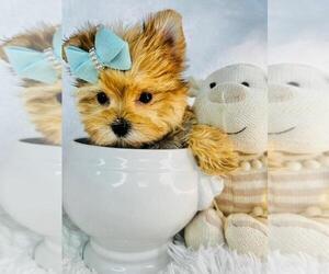 Morkie Puppy for sale in HOUSTON, TX, USA