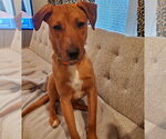 Small #2 Mutt