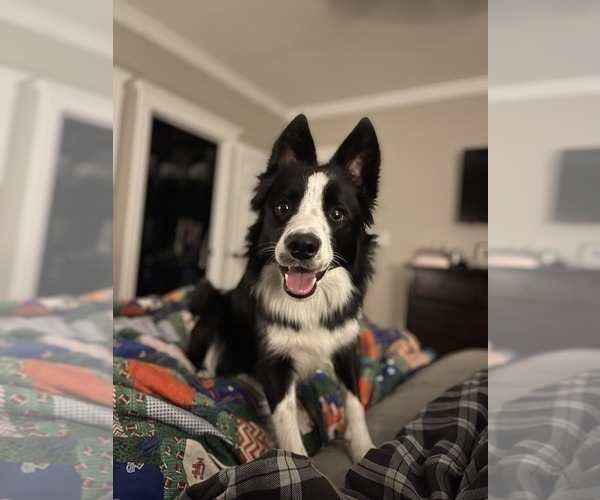 Medium Photo #1 Border Collie Puppy For Sale in KNOXVILLE, TN, USA