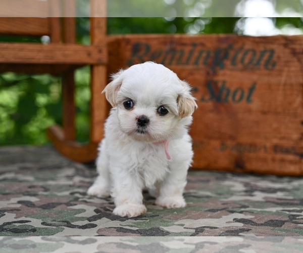 Medium Photo #1 Shih Tzu Puppy For Sale in MILLERSBURG, OH, USA