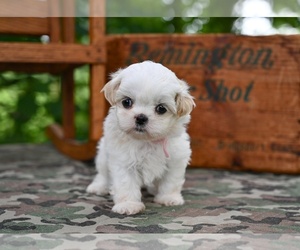 Shih Tzu Puppy for sale in MILLERSBURG, OH, USA