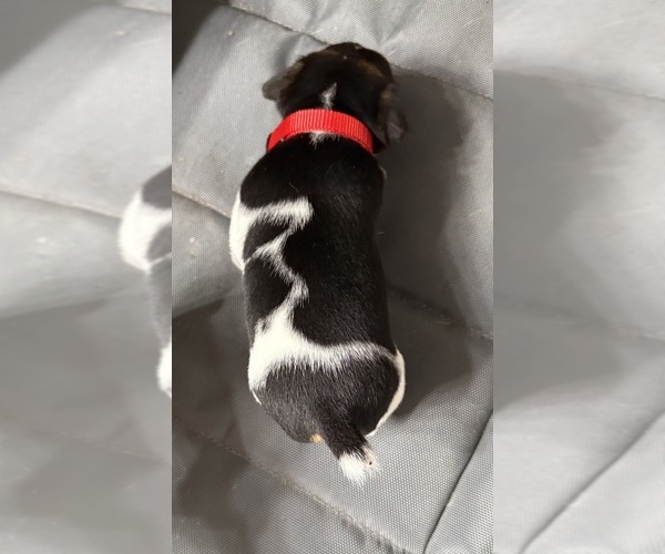 Medium Photo #11 Jack Russell Terrier Puppy For Sale in FREEMAN, MO, USA