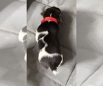 Small Photo #11 Jack Russell Terrier Puppy For Sale in FREEMAN, MO, USA