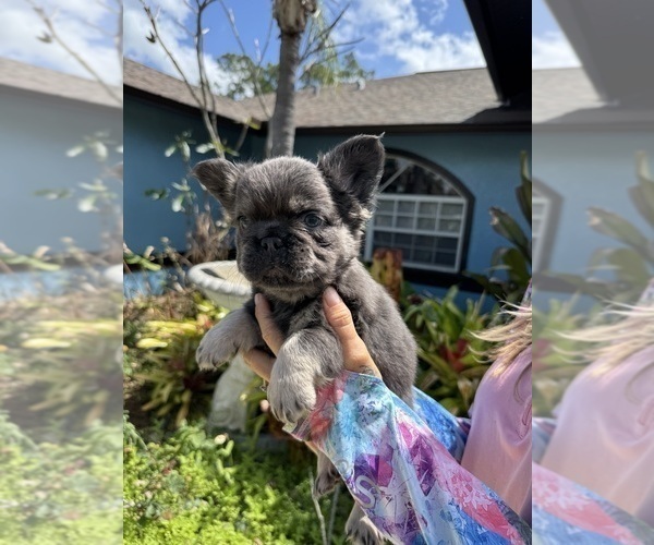 Medium Photo #2 French Bulldog Puppy For Sale in LEHIGH ACRES, FL, USA