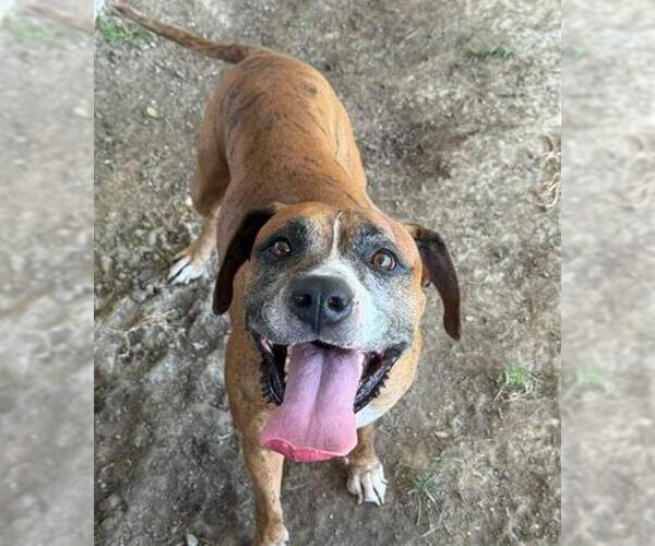 Medium Photo #3 Boxer-Unknown Mix Puppy For Sale in Riverside, CA, USA