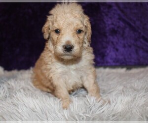 Goldendoodle (Miniature) Puppy for sale in BLMGTN, IN, USA